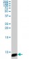 ATOX1 Antibody (monoclonal) (M08)